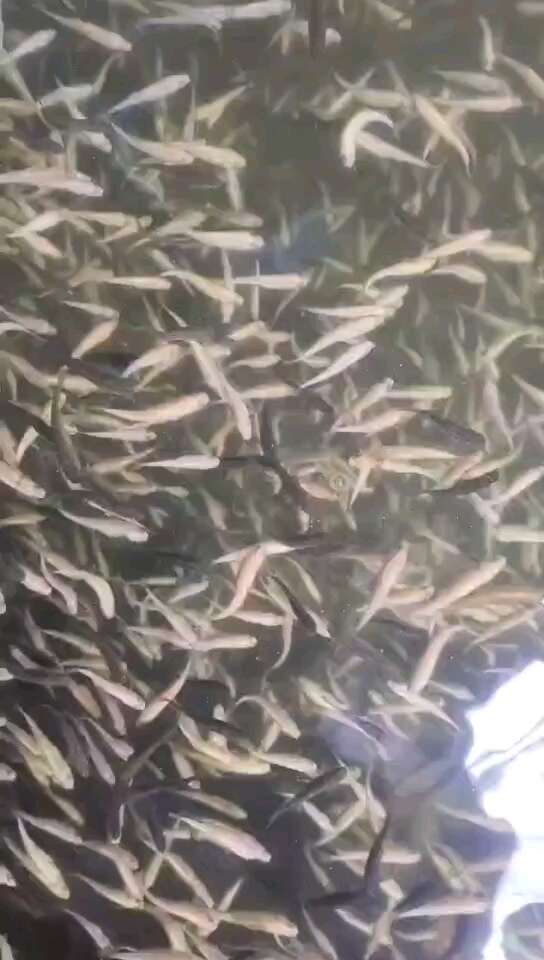 虹鳟鱼苗