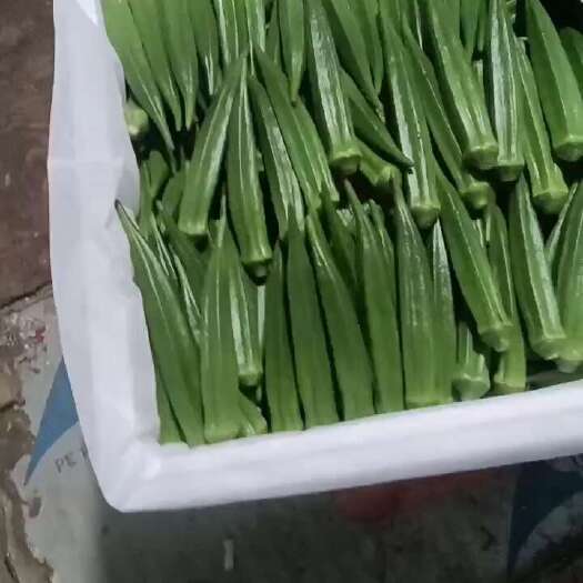 保亭县当季新鲜黄秋葵现摘先发水果秋葵鲜嫩蔬菜批发