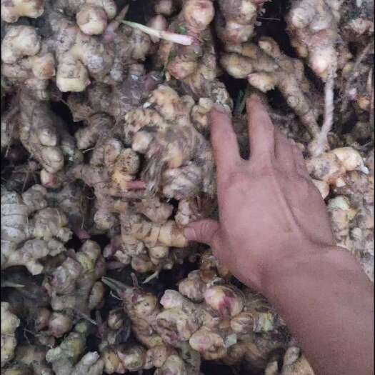 盘州市贵州小黄姜  窖姜  大量出