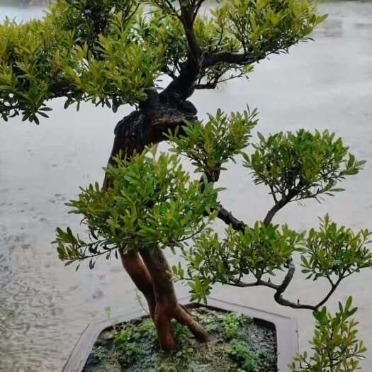 广州胡椒木盆栽