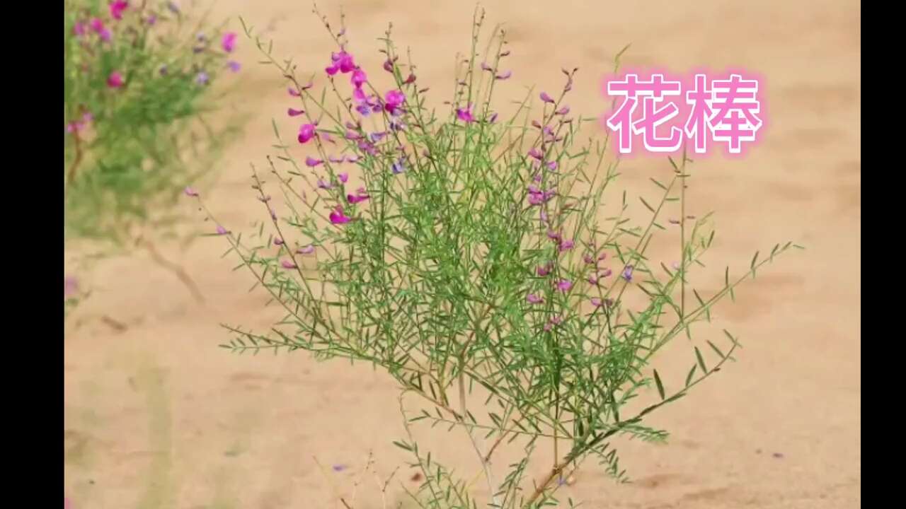 花棒种子林灌木种籽带壳细枝岩黄芪防风固沙草原绿化边坡矿山治理