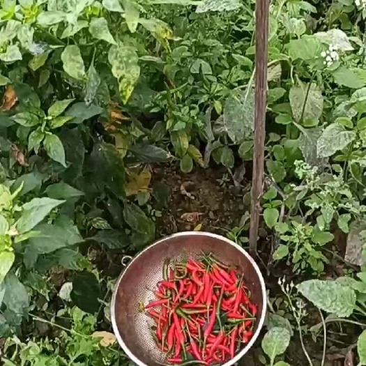 长沙天然辣椒