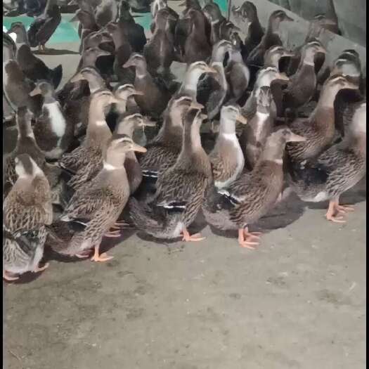奉新县麻鸭
