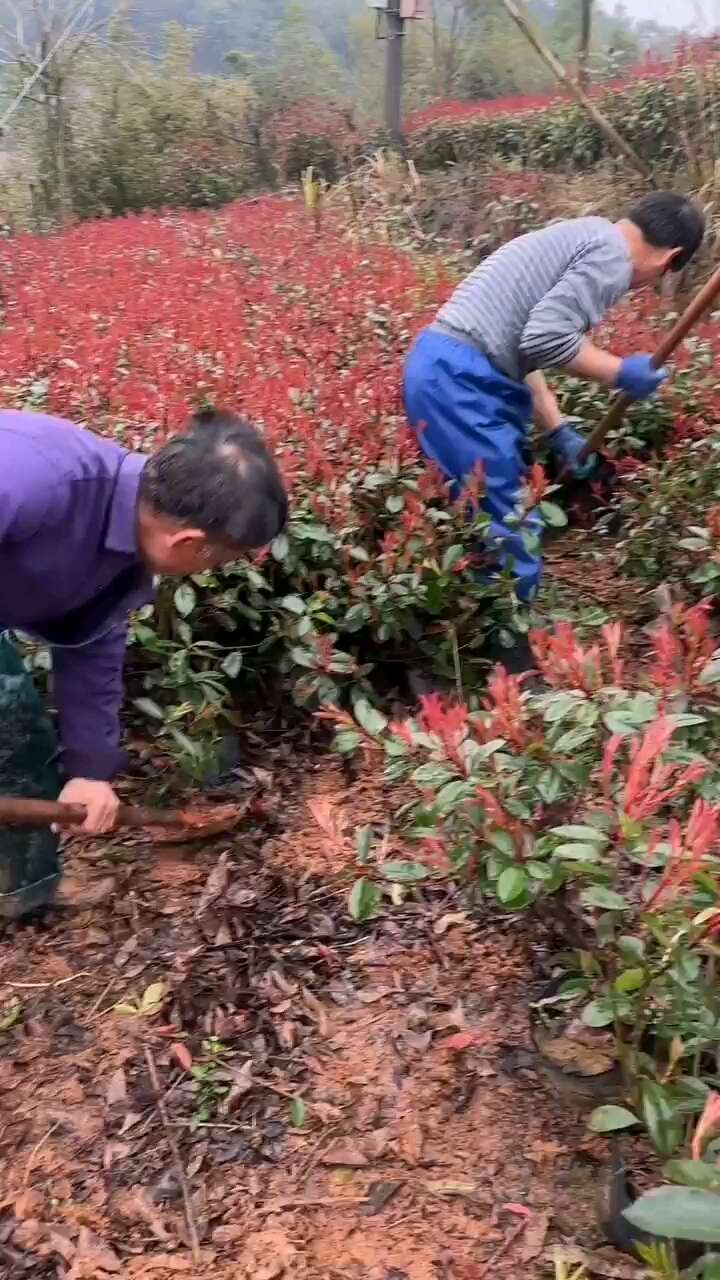 红叶石楠树苗四季常青庭院绿化苗木树苗红罗宾红叶石楠篱笆苗园林