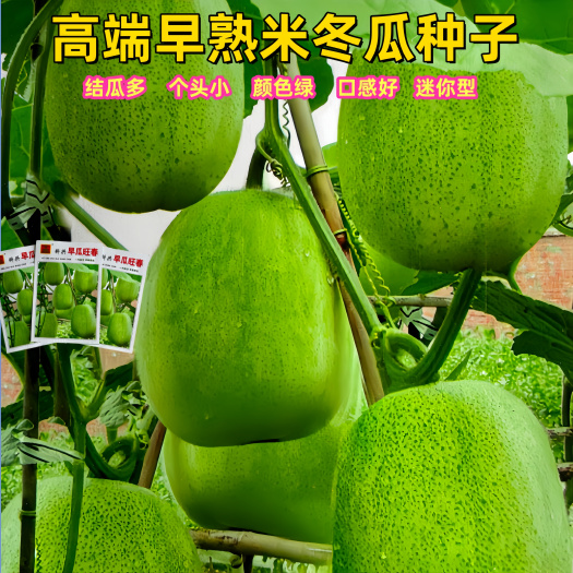 早熟白皮小冬瓜种米冬瓜种子小型迷你杂交粉皮无架嫩冬瓜青皮好吃
