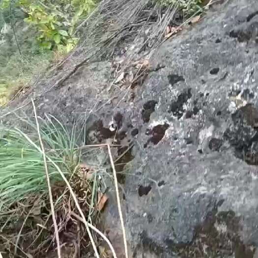 镇雄县姜形黄精