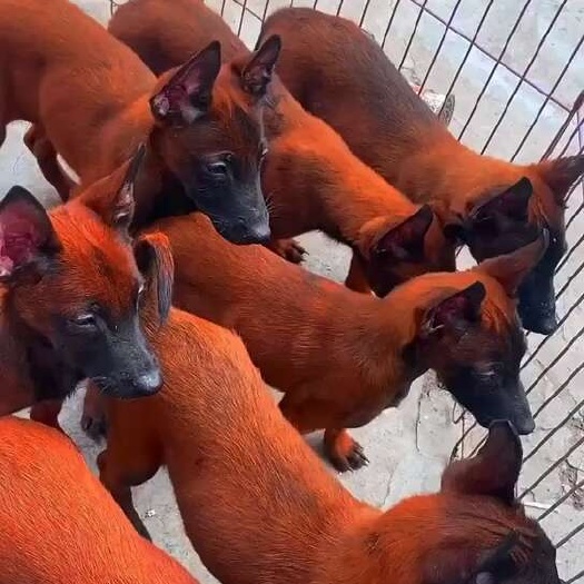 长沙爆红马犬