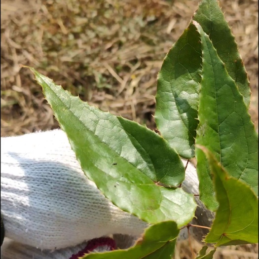淫羊藿，三枝九叶草，贵州品种，贵州大山里面天然生长，需要下单