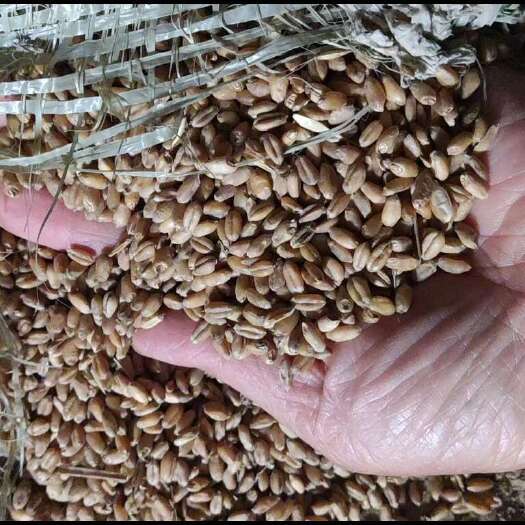 干度13 容中760 精致小麦 有需求的老板来 大量有货
