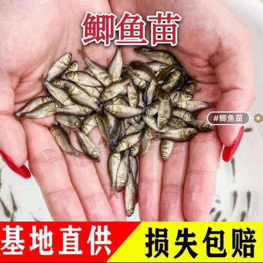 揭西县中科五号鲫鱼苗