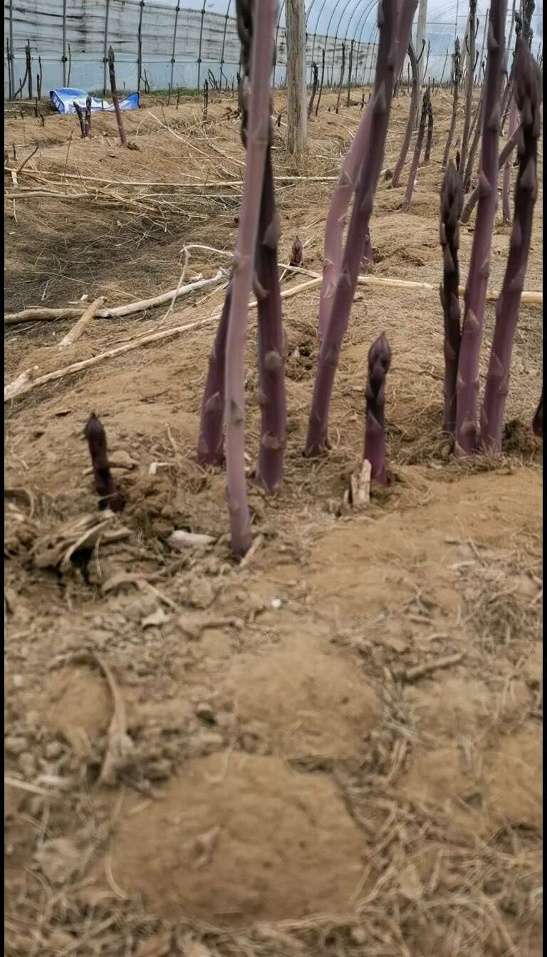 紫色鲜芦笋每天现采现发