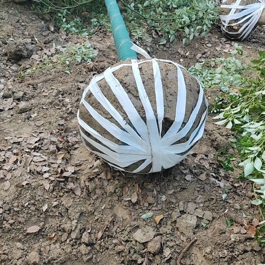 德安县香樟10公分装车现场