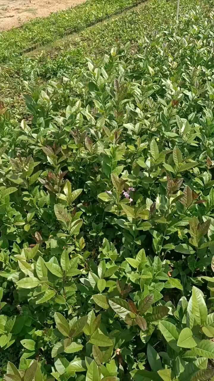 香水柠檬苗小杯苗20-40cm 高