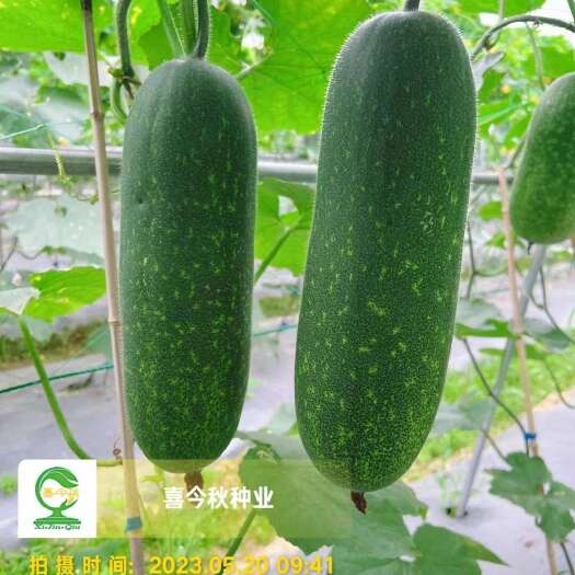 南宁黛玉11-3杂交一代甜节瓜，瓜型均匀，绿皮，肉质脆甜