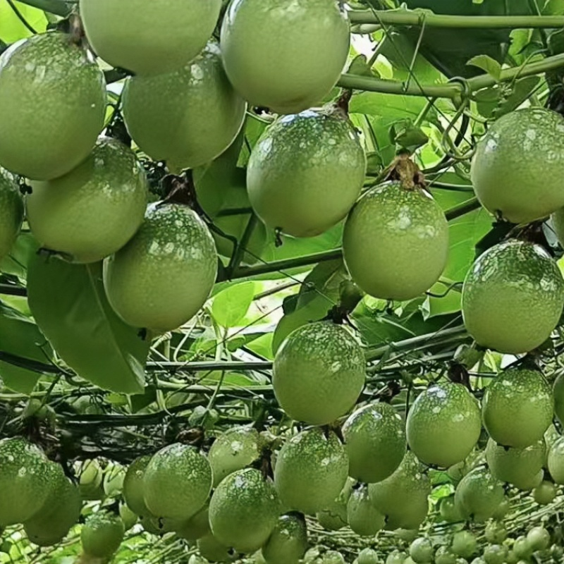 靈山縣三保農(nóng)業(yè)