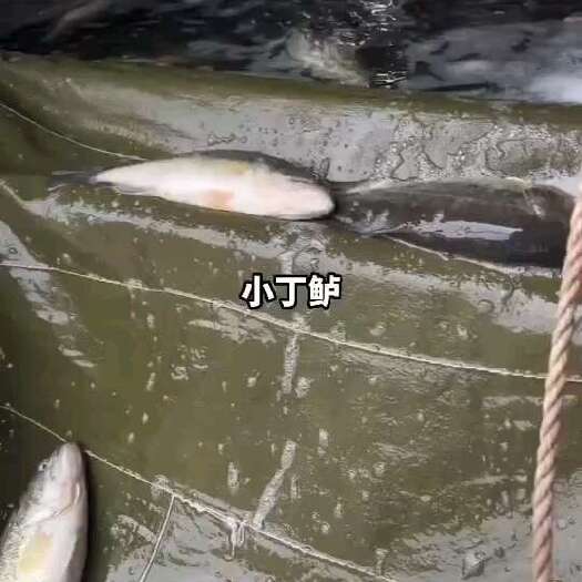 广州加州鲈丁鱼