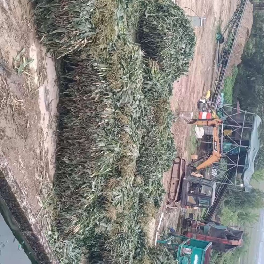 海丰县玉米秸秆青储草料