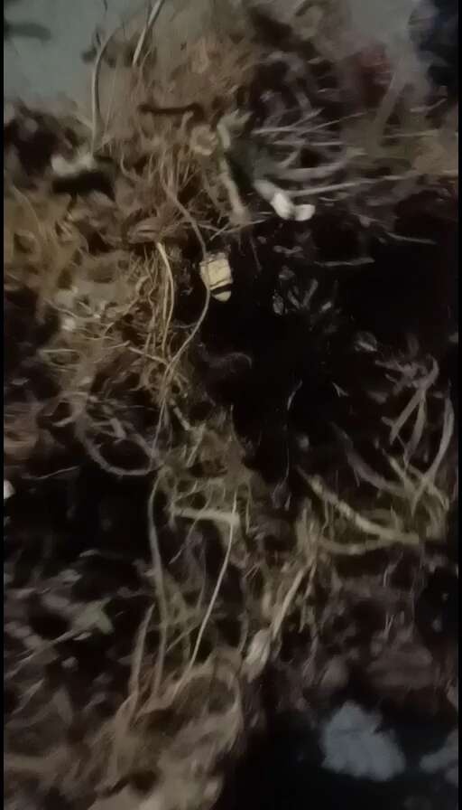 连州市牛奶根，大量现货供应