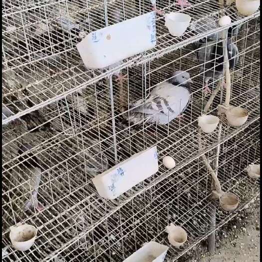 漳州原粮生态鲜鸽蛋自产自销