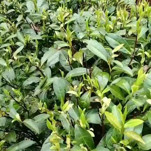 古丈县明前茶茶中级品，品茶人的好季节