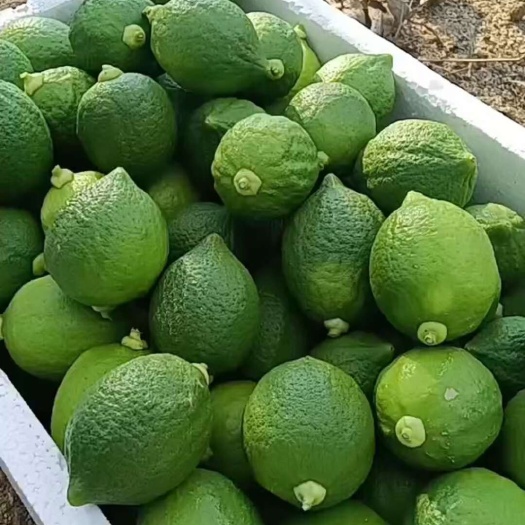 江门奶茶店专用广东香水柠檬新鲜采摘全国发货批发价