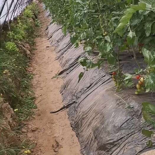赤峰釜山88小柿子，黄玉小柿子，花小柿子都是自己种的。