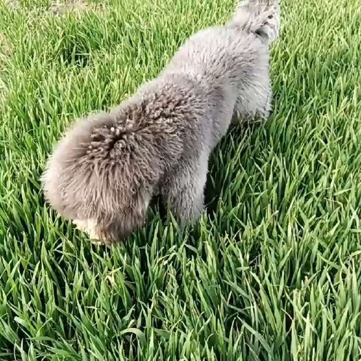 襄樊狗