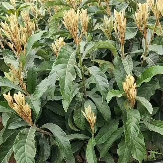 简阳市春花枇杷苗