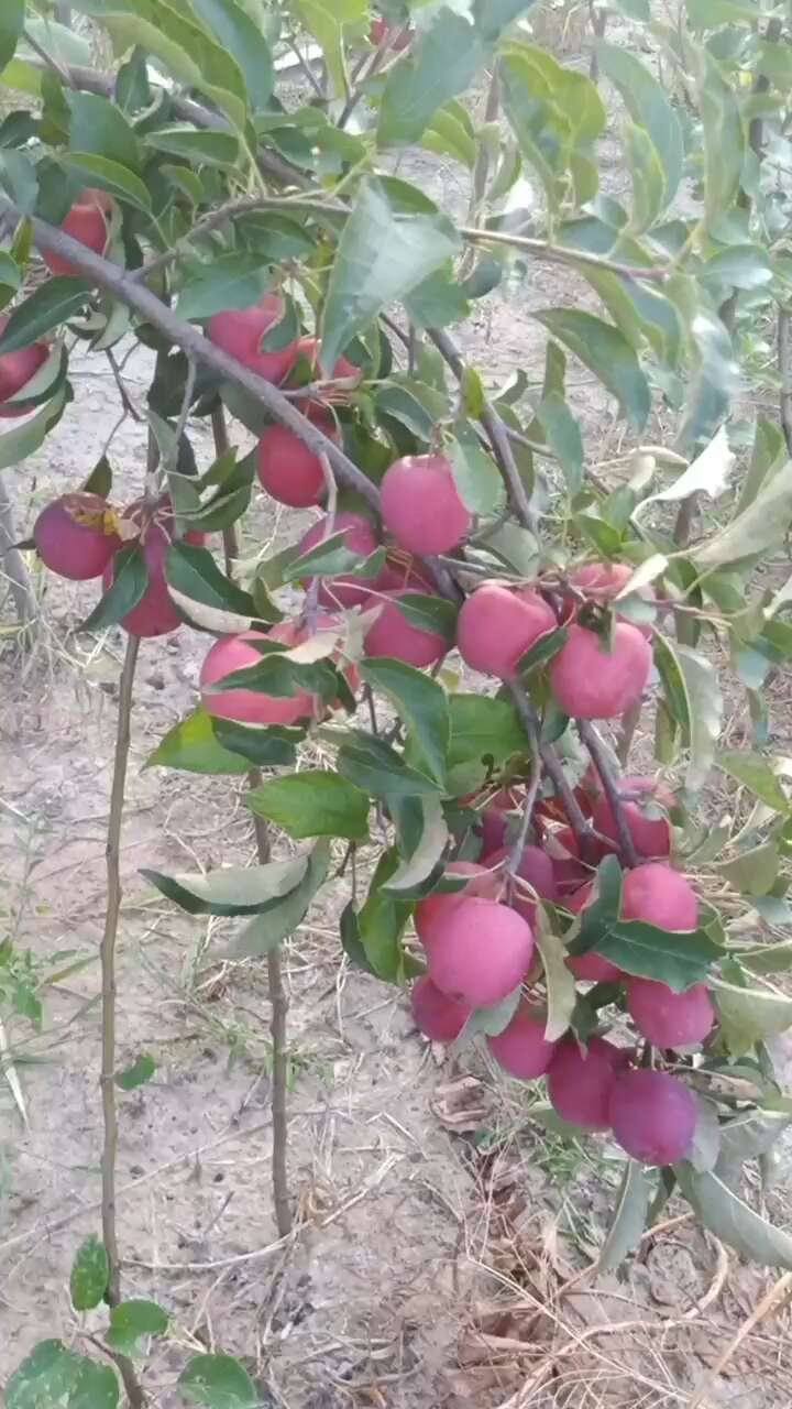 鸡心果树苗