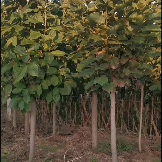 莱州市玉兰树