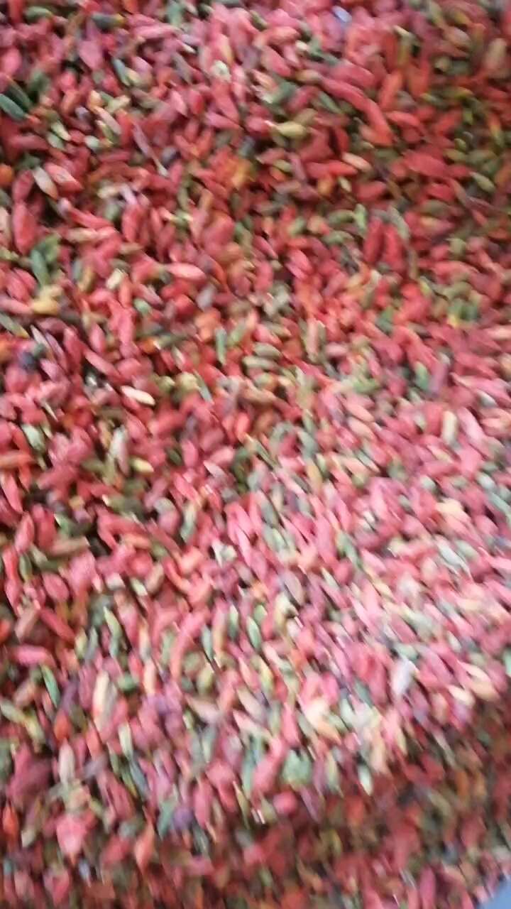 中宁县红绿花枸杞！泡酒泡茶配其它补品吃！长白山野生果