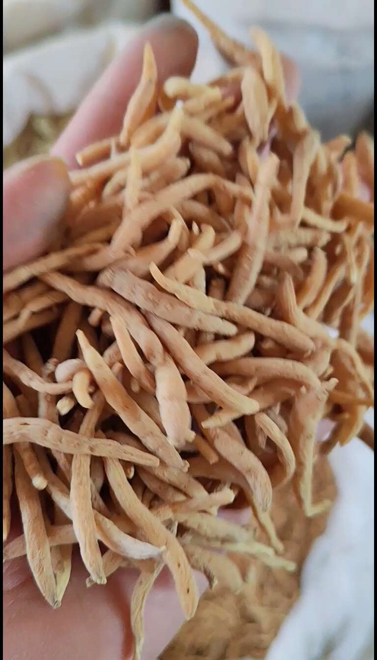 太子参 孩儿参 太子参干货大货批发