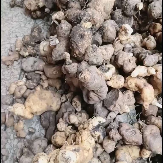 乐业县鸡头黄精