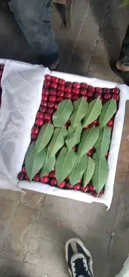 大荔县陕西大棚车厘子大量供应，品种齐全，美早，早大果，红灯，沙米脱