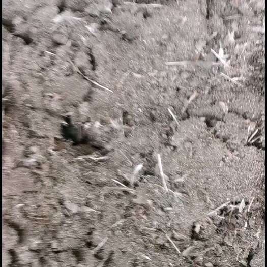 兴业县鸡场直销，大量有谷壳鸡粪