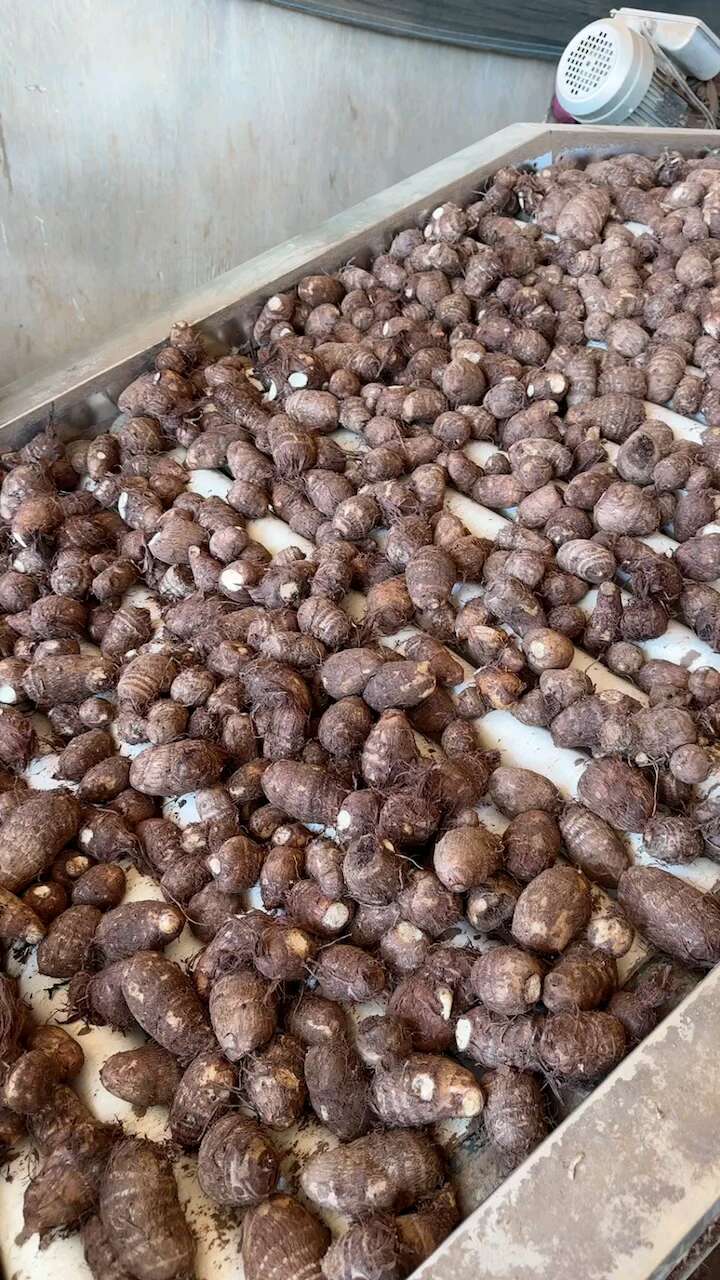 芋头，芋头种，毛芋头常年供应！价格便宜，保质保量！坏烂包赔！