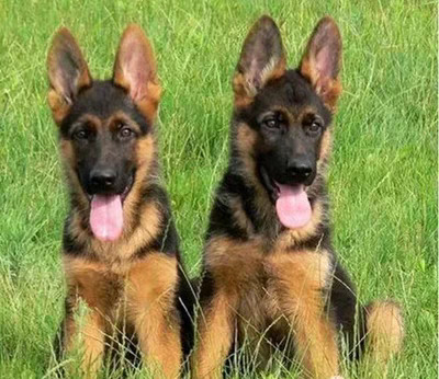 咸宁德牧。德国牧羊犬 看家护院看场地放牧牛羊犬 公母都有
