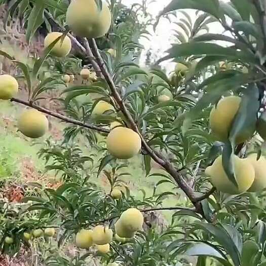 紫云县贵州蜂糖李