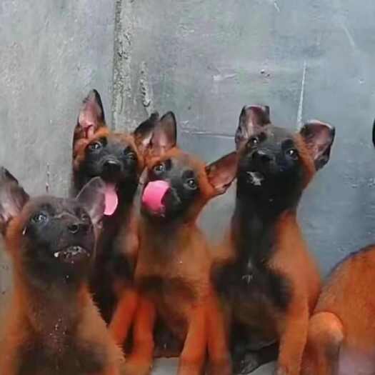 云梦县马犬 爆红马犬 立耳朵马犬，看家护院看场地好帮手公母都有