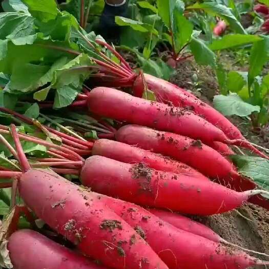 河南红皮萝卜大量上市，全国代发，提供一条龙服务