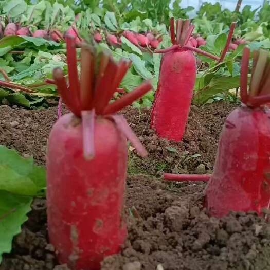 郸城县河南红皮萝卜大量上市，全国代发提供一条龙服务。