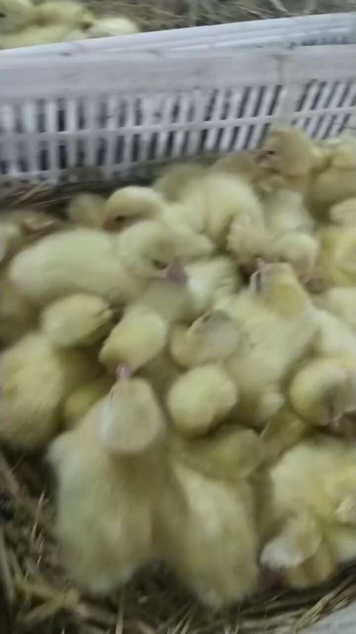 纯种大三花鹅苗，厂家做好疫苗发货，一手货源，运输死亡包陪