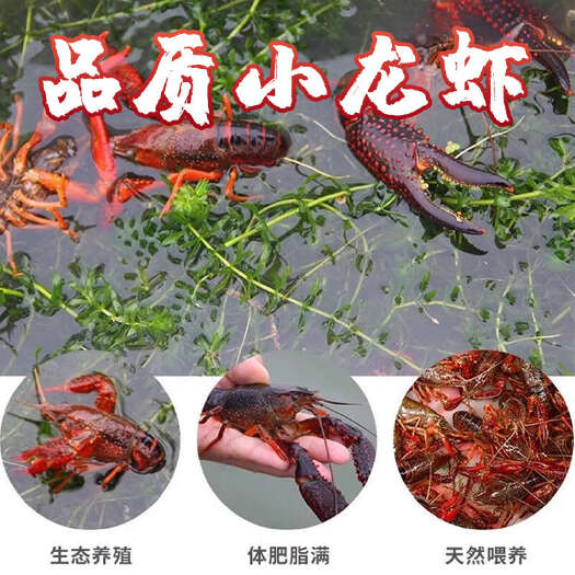 泸县鲜活小龙虾批发零售，全国可发，品质保证