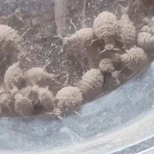 钦州活体金沙牛