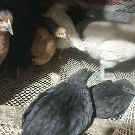 威宁县脱温小鸡苗