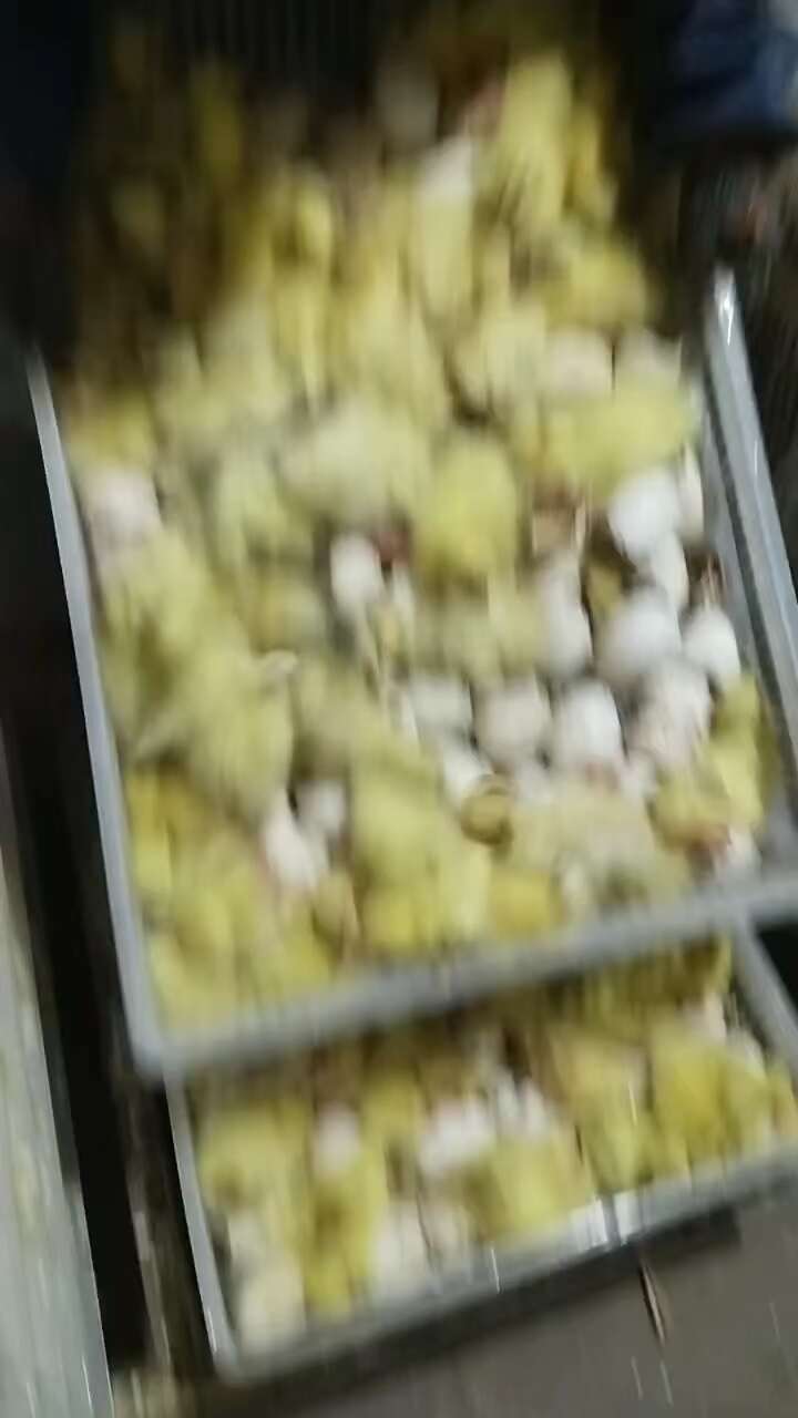纯种大三花鹅苗，厂家做好疫苗发货，一手货源，运输死亡包陪