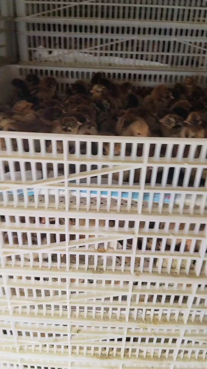 红瑶鸡苗，卖相好，肉质鲜嫩，厂家做好疫苗发货，，运输死亡包陪