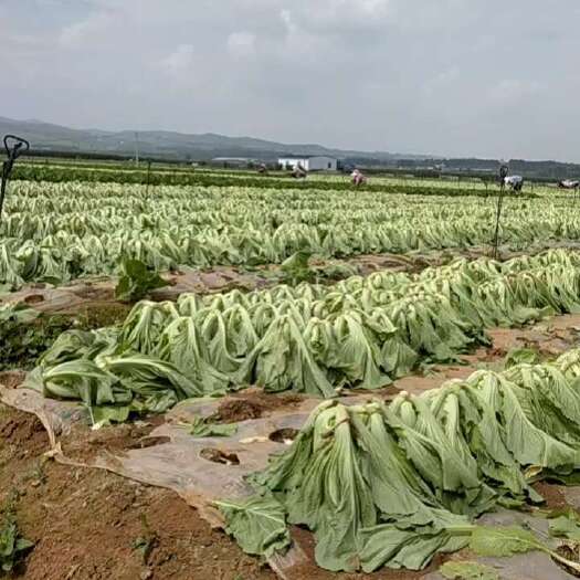 陆良县云南苦菜大量上市，一年四季长期提供苦菜，(酸菜)