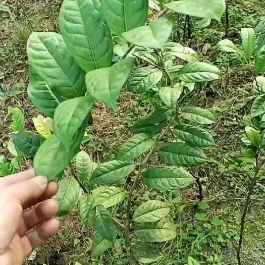 防普金花茶苗，高度80公分高到1米多高。地苗，广西省防城港