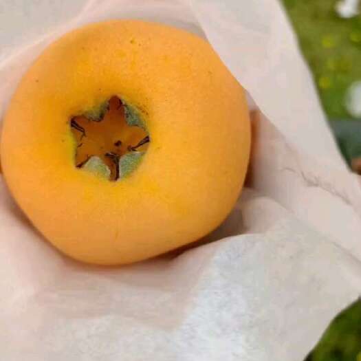 宜宾大五星枇杷，对接电商，市场